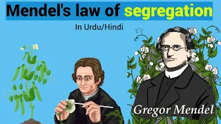 Mendel's law of segregation Easy Explanation (In Urdu/Hindi)