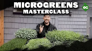 How to Grow Microgreens from Start to Finish (COMPLETE GUIDE)