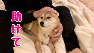 嫌なことがあるとパパのところにかくまってもらいにいく柴犬