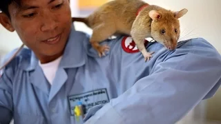 These Huge Rats Can Sniff Out Land Mines | National Geographic