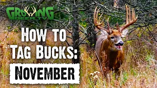 November Hunting Strategies - Pre-Rut, Rut, Post Rut (786)