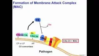 MAC (Membrane Attack Complex) 2016