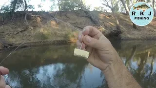 Murray Cod fishing using cheese for bait