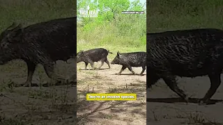 Why do we hunt feral hogs?? @HighRoadHunting #shorts