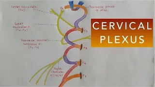 CERVICAL PLEXUS