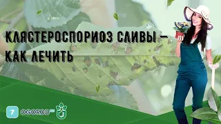 Клястероспориоз сливы — как лечить