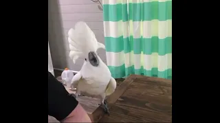 Umbrella cockatoo reaction telling him he’s in the library