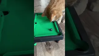 My Cat Ran The Pool Table