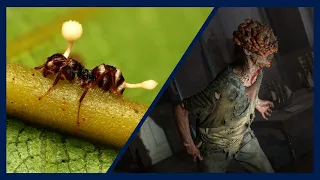 Cordyceps, Zombies and Fungal Infections - Doctor Explains the Science Behind "The Last of Us"