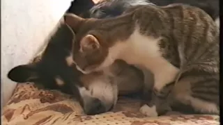 Котёнок и собака (Маня и Нюша)