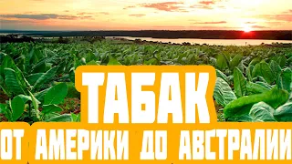 КАК ПОЯВИЛСЯ ТАБАК