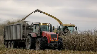 Silage 2022 / KRONE BIG X 700 / 3X MTZ 3522, 2X MAZ 6501 / Fliegl Gigant ASW 381, PMF-18 /