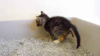 Ewww! - Tiny Tortie Foster Kitten Making a HUGE Poop in the Litter Box - 3 Weeks Old