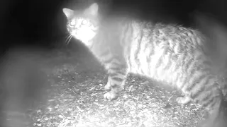 Scottish Wildcat in Aberdeenshire (Nr Alford) 15 March 2021 23 51pm