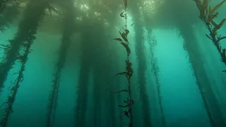 Scuba Dive the Kelp Forest of Point Lobos State Natural Reserve, California