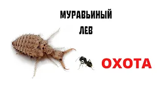 Как охотится муравьиный лев