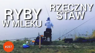 257 RYBY W MLEKU - RZECZNY STAW ⛄