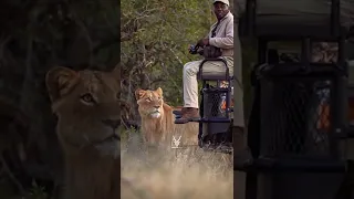 Photographer and the Lion #photographer #lion