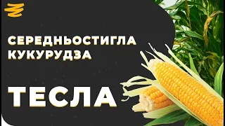 ІДЕАЛЬНА КУКУРУДЗА ДЛЯ ПІВДНЯ З ФАО 350. ТЕСЛА