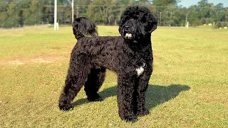 Portuguese Water Dog 👉 10 Most Interesting Unknown Facts You Should Know