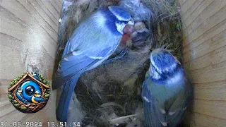 Nestflix: Hatching Day Night - Blue Tit Nest Box Live 1st May 2024"