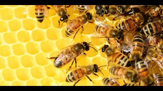 The Health Benefits of Honey: Nature's Golden Elixir