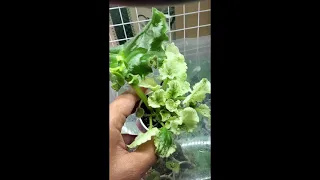 African Violet Rooted leaf with babies (Love in Bloom)