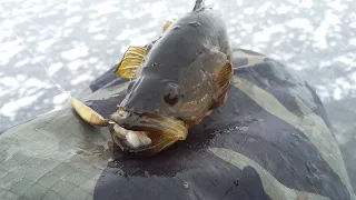 Ловля Ротана, по Опасному Льду | Рыбалка зимой на мормышку