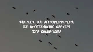 ΦΑΣΣΕΣ & ΑΓΡΙΟΠΕΡΙΣΤΕΡΑ ΣΕ ΑΠΟΓΕΥΜΑΤΙΝΟ ΚΥΝΗΓΙ ΣΤΑ ΚΑΛΑΜΠΟΚΙΑ