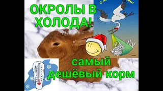 ОКРОЛЫ В ХОЛОДА, САМОЕ ПРОСТОЕ И ДЕШЁВОЕ КОРМЛЕНИЕ.