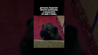 Щенок поёт по нотам. A puppy is singing from notes.