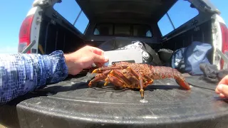 Secret Spot Results in Monster Crayfish: Crayfishing the Western Cape: South Africa