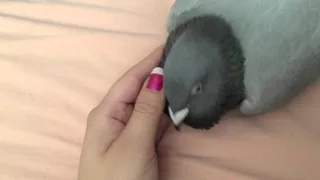 Pigeon loves cuddles