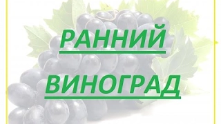 ранние сорта винограда / early varieties of grapes