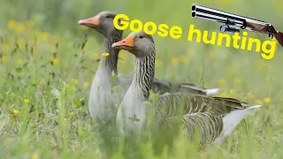 Gåsejakt (Goose hunting)