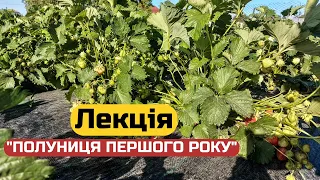 Від Вуса до Півкіло ягід з куща.Прості рекомендації,які змінять Твоє уявлення про Полуницю