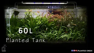 Planted Tank 60L - in Kerala #plantedcreek #malayalam #aquascape #plantedtank