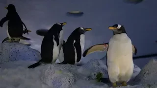 Seasons ins Planet Penguin