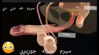 مني يا سپرم څه شي دي|سپرم دبدن کومه ساحه کي جوړيږي|څه شي وخوري چي سپرم مو زيات شي|سپرم دکوم مواد نه