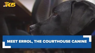 Meet the canine making a difference  in King County courtrooms