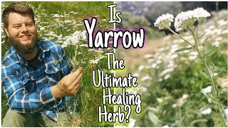 Yarrow - An Ancient Edible & Medicinal Herb 🌿 Facts, Uses & Mythology (Achillea millefolium)