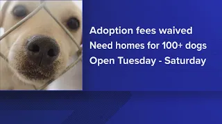 Pet adoption fees waived at Prince George’s County animal shelter as it reaches capacity