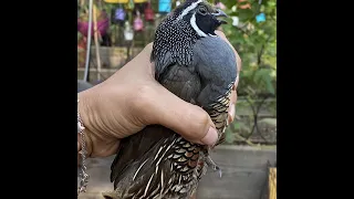 My California Quails.Story from being babies up to 4 months living with me.