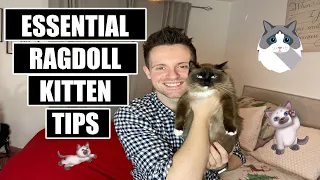 17 things I wish I knew BEFORE getting a RAGDOLL KITTEN | ESSENTIAL Tips for OWNING a RAGDOLL KITTEN