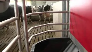 Lely Astronaut A4 milking robot - Cow benefits