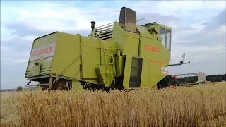 //Żniwa Pszenżyta 2019//Claas Mercator 60//