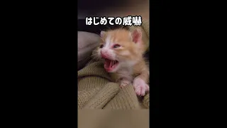 子猫、はじめての威嚇。シャー！！