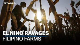 El Nino ravages fishing and farming in the Philippines