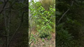 Shangri la mulberry and evaluating fruit as it is ripening. Central Florida zone 9b March 24th 2022