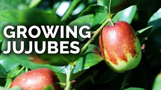 Growing Jujubes: The "Weird Apple" That Tastes Absolutely Delicious!